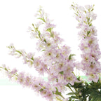Delphinium Flower Nestasia