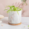 Carrara Ceramic Gold Detailed Planter With Wooden Coaster Nestasia