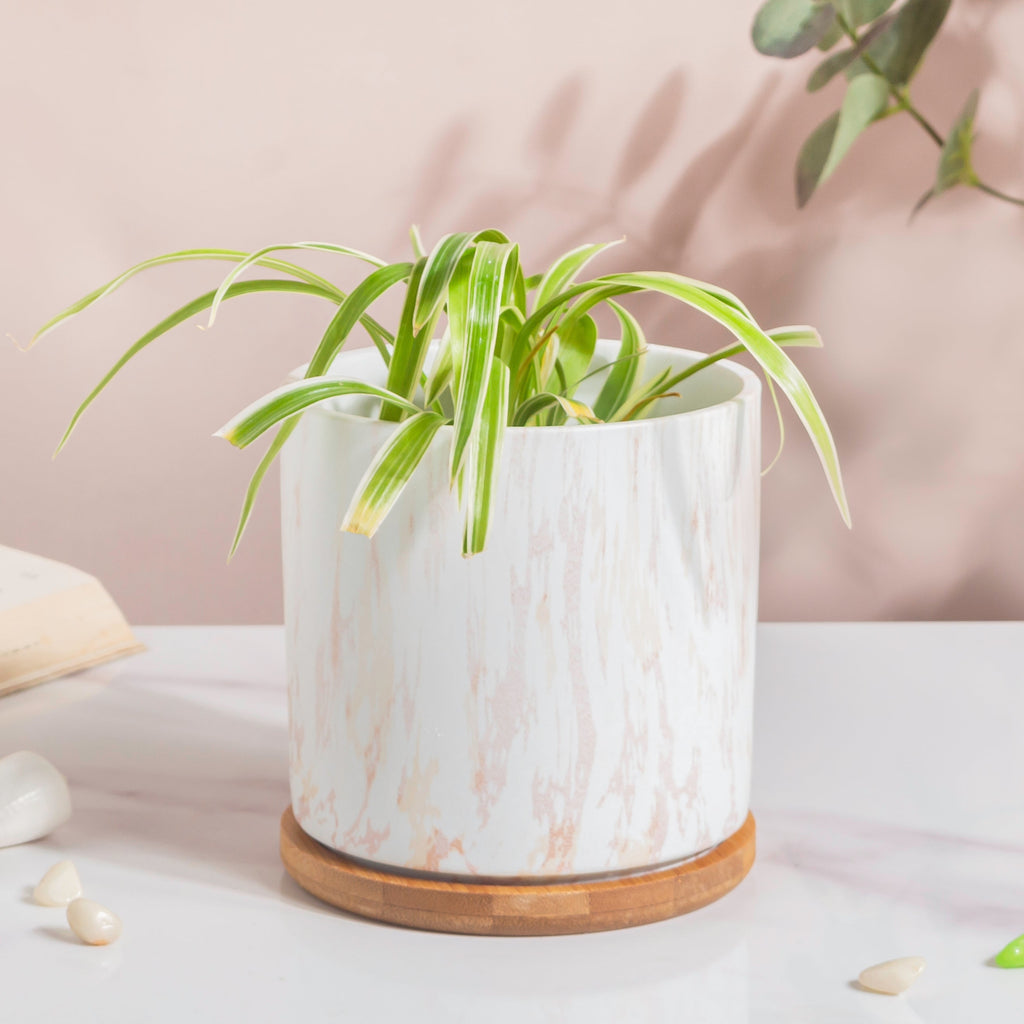 Carrara White And Brown Ceramic Planter With Wooden Coaster Nestasia