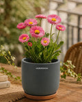 Small Decorative Pot for Home Decoration Items Display