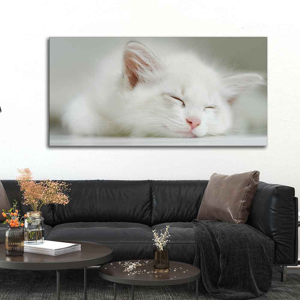VIBECRAFTS Canvas Paintings for Living Room Drawing Room White Kitten Sleeping Canvas Wall Painting Fitted With Wooden Frame For Home | Office | Gift |(PTVCH_2309)