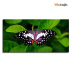 VIBECRAFTS Canvas Paintings for Living Room Drawing Room A Beautiful Butterfly On Leaf Premium Canvas Wall Painting Fitted With Wooden Frame for Home | Office | Gift (PTVCH_2329)