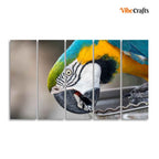 VIBECRAFTS Macaw Parrot 5 Pieces Canvas Wall Painting For Home | Office | Living Room | Gift (PTVC5Pcs4_8549)