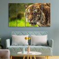 VIBECRAFTS Tiger Canvas Wall Painting Set of Five For Home|Office|Living Room|Gift (PTVC5Pcs4_8623)