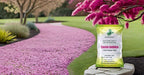 SRI SAI FORESTRY Cassia Javanica Tree Seeds (Pack of 100) Apple Blossom | Pink Shower Tree Seeds | Rainbow Shower Tree Seed for Planting