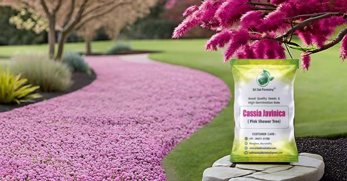 SRI SAI FORESTRY Cassia Javanica Tree Seeds (Pack of 100) Apple Blossom | Pink Shower Tree Seeds | Rainbow Shower Tree Seed for Planting