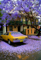 SRI SAI FORESTRY Jacaranda Mimosifolia Tree Seeds (100 Seeds) – Fast Growing Exotic Flowering Tree | Rare Blue-Lavender Blooms | High Germination, Indoor/Outdoor Planting
