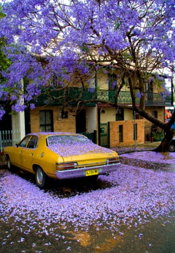 SRI SAI FORESTRY Jacaranda Mimosifolia Tree Seeds (100 Seeds) – Fast Growing Exotic Flowering Tree | Rare Blue-Lavender Blooms | High Germination, Indoor/Outdoor Planting