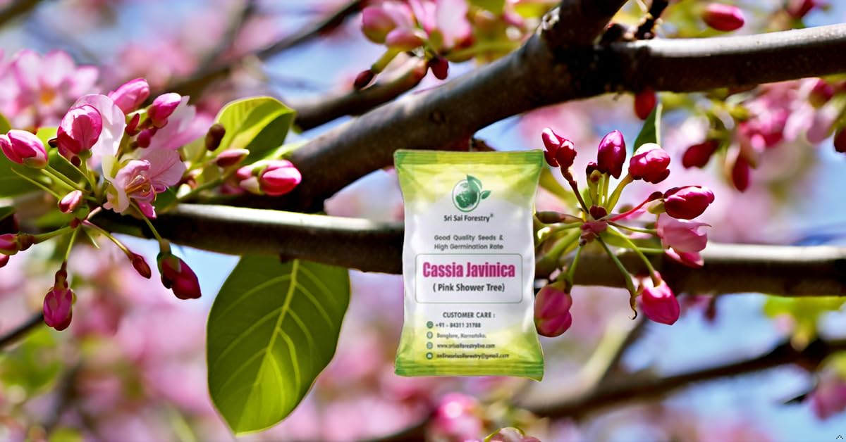 SRI SAI FORESTRY Cassia Javanica Tree Seeds (Pack of 100) Apple Blossom | Pink Shower Tree Seeds | Rainbow Shower Tree Seed for Planting