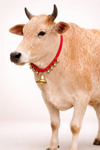 Handmade Brass Cow/Buffalo/Goat/Sheep Bell Necklace with Red String, Traditional Indian Golden Ghungroo Style Mala | Decorative & Functional Cow Accessories for Gaushalas & Festivals |Set of3