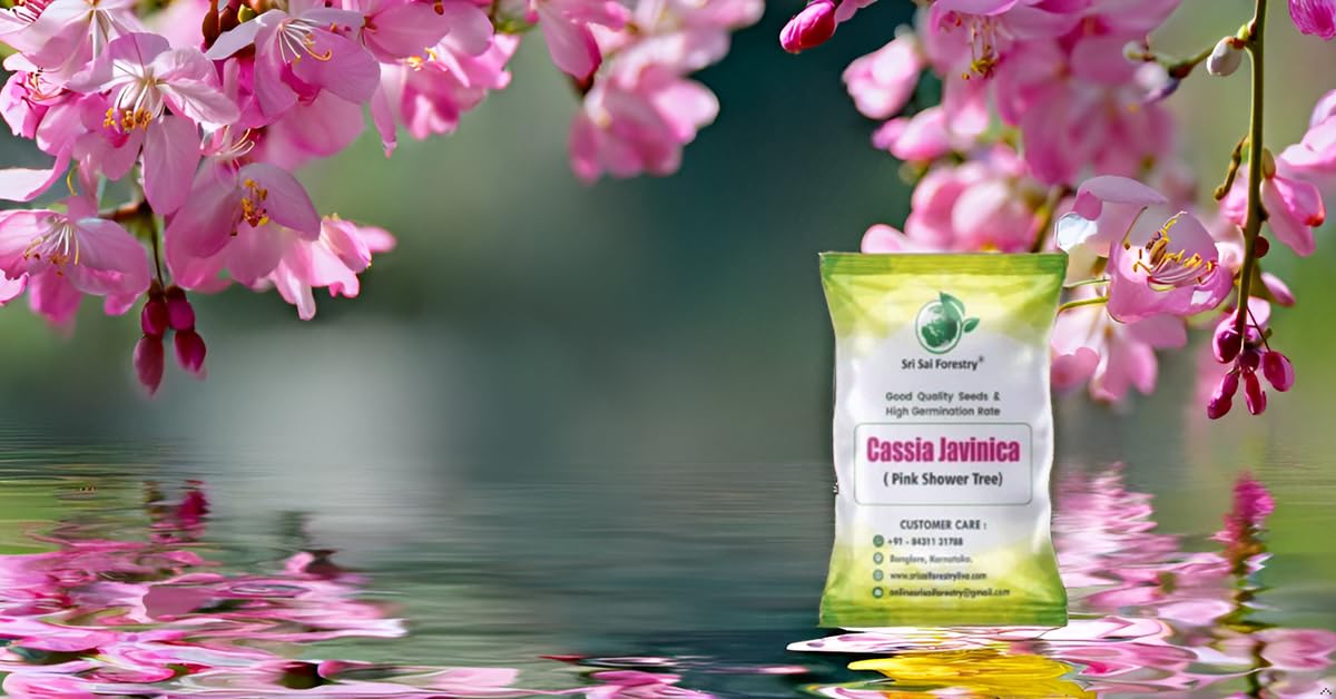 SRI SAI FORESTRY Cassia Javanica Tree Seeds (Pack of 100) Apple Blossom | Pink Shower Tree Seeds | Rainbow Shower Tree Seed for Planting