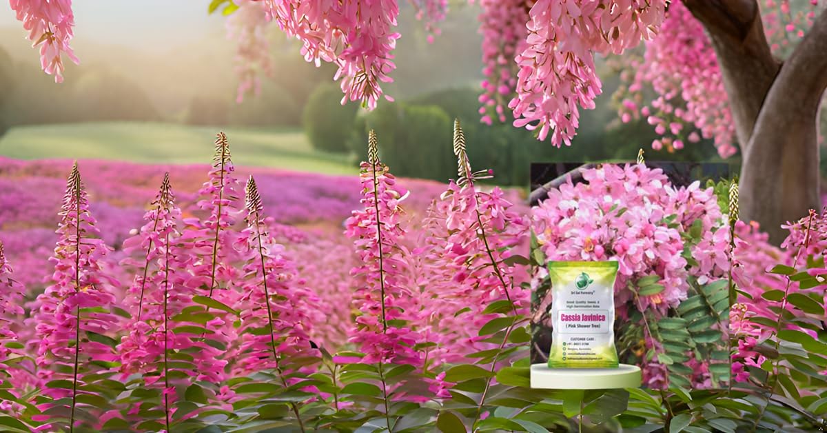 SRI SAI FORESTRY Cassia Javanica Tree Seeds (Pack of 100) Apple Blossom | Pink Shower Tree Seeds | Rainbow Shower Tree Seed for Planting