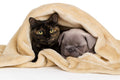 THE HOME TALK Pet Blanket – Reversible Fur Bed Blanket for Dogs & Cats, Machine Washable, Soft & Warm Blanket, Beige Color, 35x45 Inch Kafalo