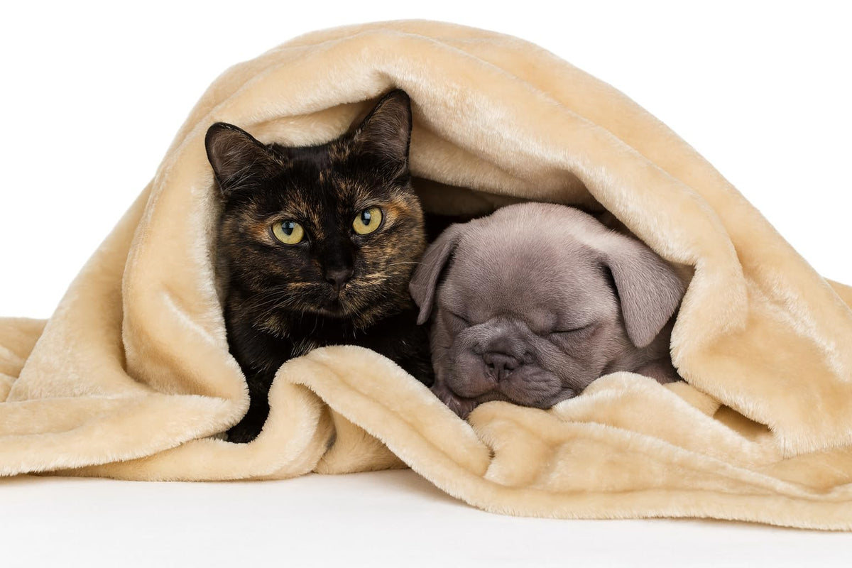 THE HOME TALK Pet Blanket – Reversible Fur Bed Blanket for Dogs & Cats, Machine Washable, Soft & Warm Blanket, Beige Color, 35x45 Inch Kafalo