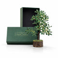 CALMINDS Green Aventurine Crystal Wooden Tree | Natural Luck & Prosperity Gemstone Bonsai with Wooden Base | Crystal Tree for Positive Energy | Good Luck Tree