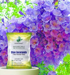 SRI SAI FORESTRY Jacaranda Mimosifolia Tree Seeds (100 Seeds) – Fast Growing Exotic Flowering Tree | Rare Blue-Lavender Blooms | High Germination, Indoor/Outdoor Planting