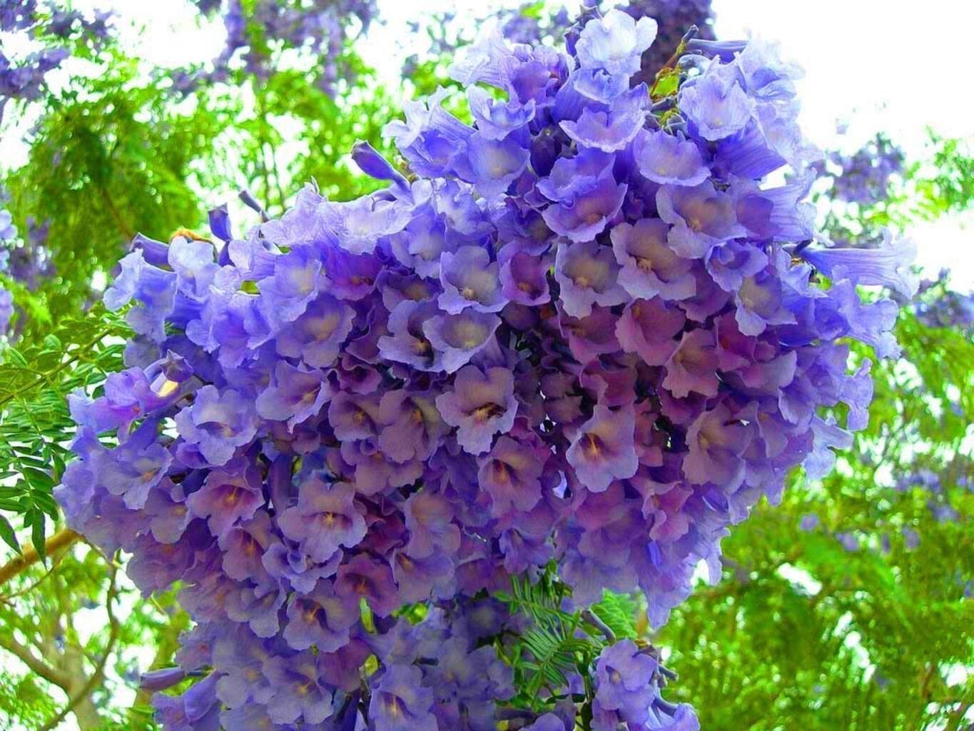 SRI SAI FORESTRY Jacaranda Mimosifolia Tree Seeds (100 Seeds) – Fast Growing Exotic Flowering Tree | Rare Blue-Lavender Blooms | High Germination, Indoor/Outdoor Planting