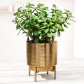 BEHOMA Hammered Metal Indoor Planter for Table, Golden