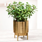 BEHOMA Hammered Metal Indoor Planter for Table, Golden