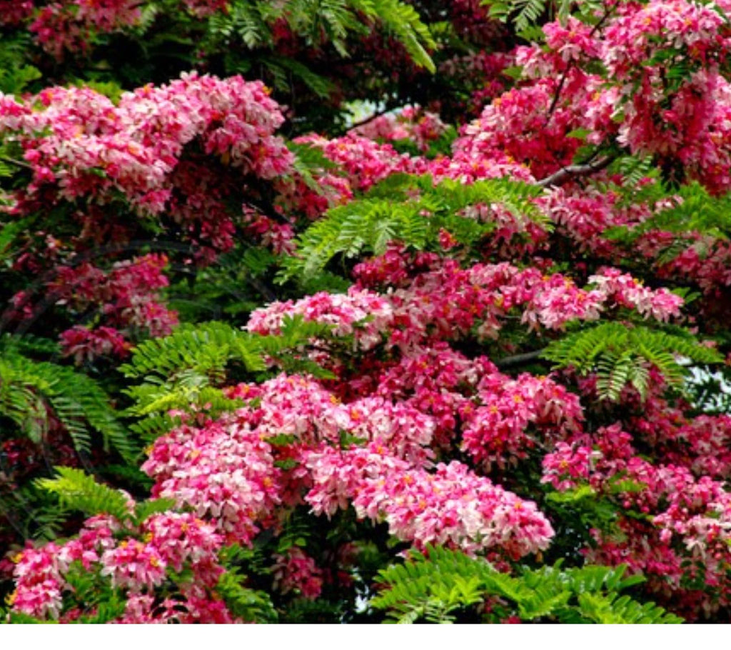 SRI SAI FORESTRY Cassia Javanica Tree Seeds (Pack of 100) Apple Blossom | Pink Shower Tree Seeds | Rainbow Shower Tree Seed for Planting