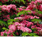 SRI SAI FORESTRY Cassia Javanica Tree Seeds (Pack of 100) Apple Blossom | Pink Shower Tree Seeds | Rainbow Shower Tree Seed for Planting