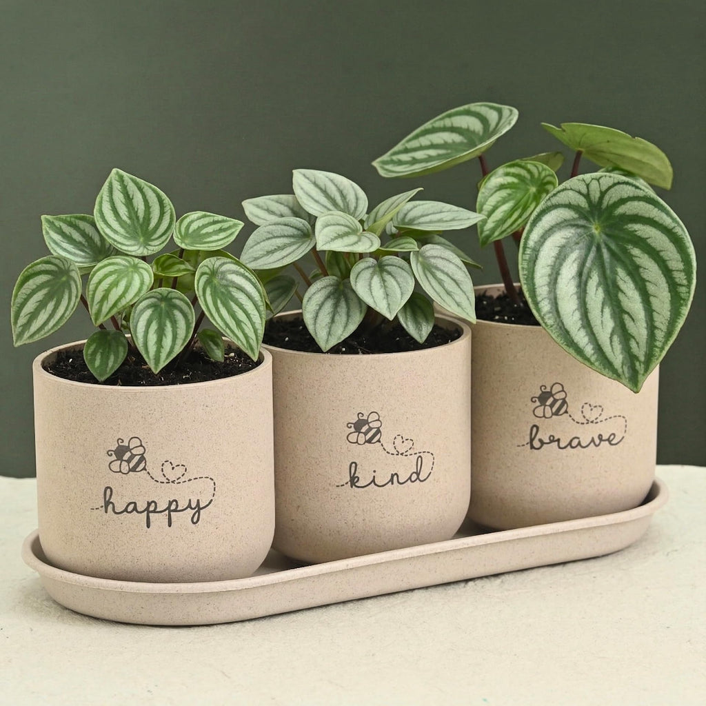 Eha Earth-Friendly Printed Small Terrapod Planters with Tray for Home Decor | 3.5 Inch, Pack of 3 | Plant Gifts Made with Rice Husk Biocomposite | Flower Pot for Living Room| Sand Castle