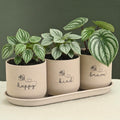 Eha Earth-Friendly Printed Small Terrapod Planters with Tray for Home Decor | 3.5 Inch, Pack of 3 | Plant Gifts Made with Rice Husk Biocomposite | Flower Pot for Living Room| Sand Castle