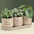 Eha Earth-Friendly Printed Small Terrapod Planters with Tray for Home Decor | 3.5 Inch, Pack of 3 | Plant Gifts Made with Rice Husk Biocomposite | Flower Pot for Living Room| Sand Castle