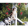 Cozy Cats DIY Paint By Numbers Kit Nestasia