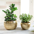 BEHOMA Metal Honeycomb Design Golden Planter for - Set of 2