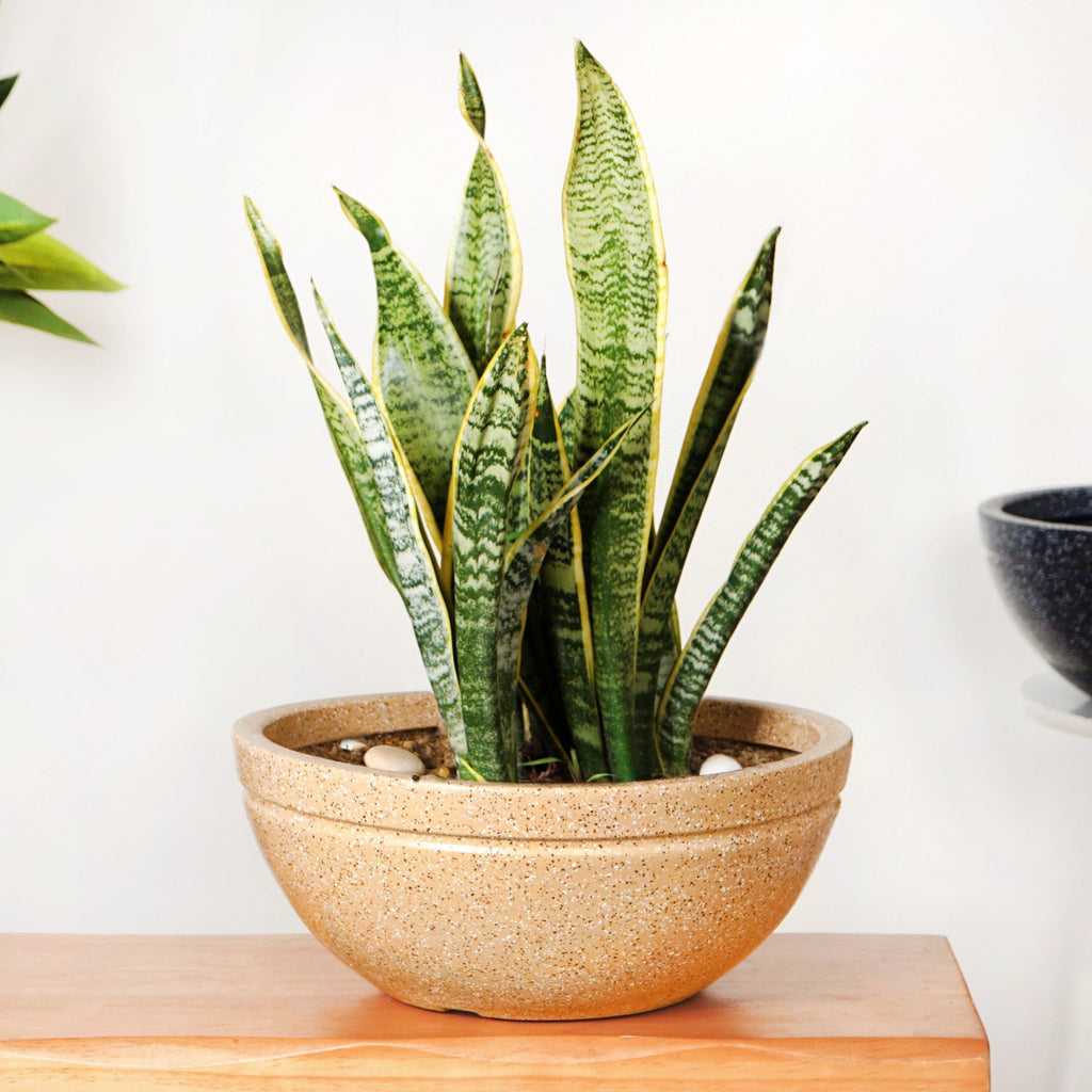 Planterra Beige Round Lotus Planter 15x9 Inch Nestasia