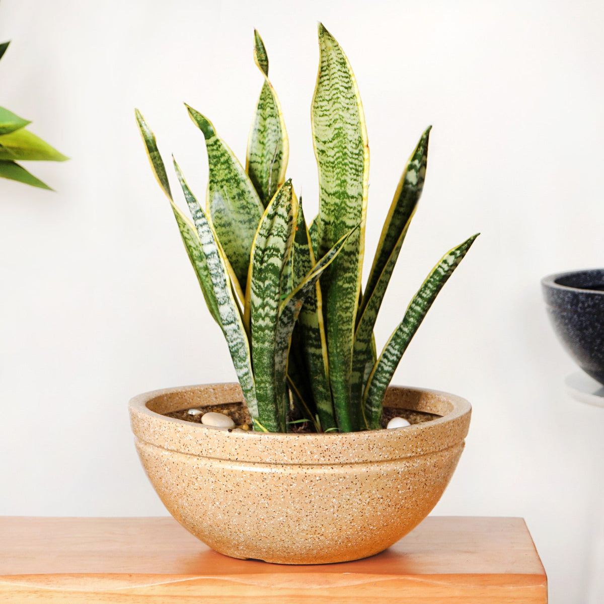 Planterra Beige Round Lotus Planter 15x9 Inch Nestasia