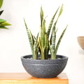 Planterra Granite Black Round Lotus Planter 15x7 Inch Nestasia
