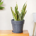Planterra Grey Planter With Plate 10x9 Inch Nestasia