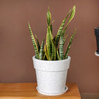 Planterra White Planter With Plate 10x9 Inch Nestasia