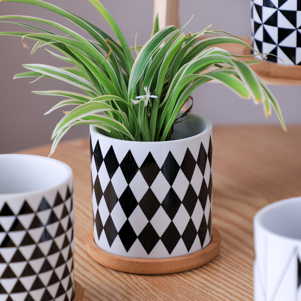 Ebony & Ivory Ceramic Planter With Coaster Set Of 8 Nestasia