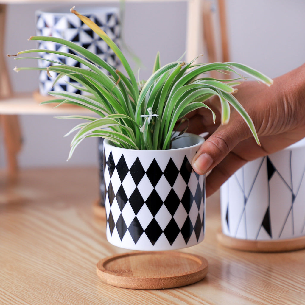 Ebony & Ivory Ceramic Planter With Coaster Set Of 8 Nestasia