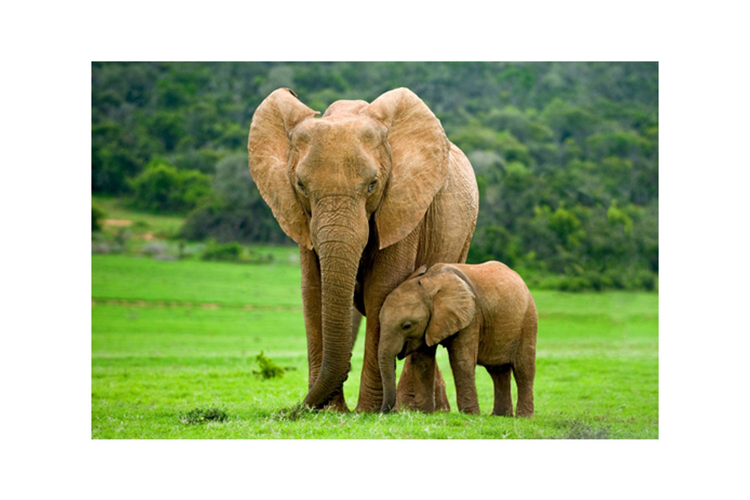 Baby Elephant with Mother Elephant Design Self Adhesive Sparkle Coated Painting without frame Kafalo