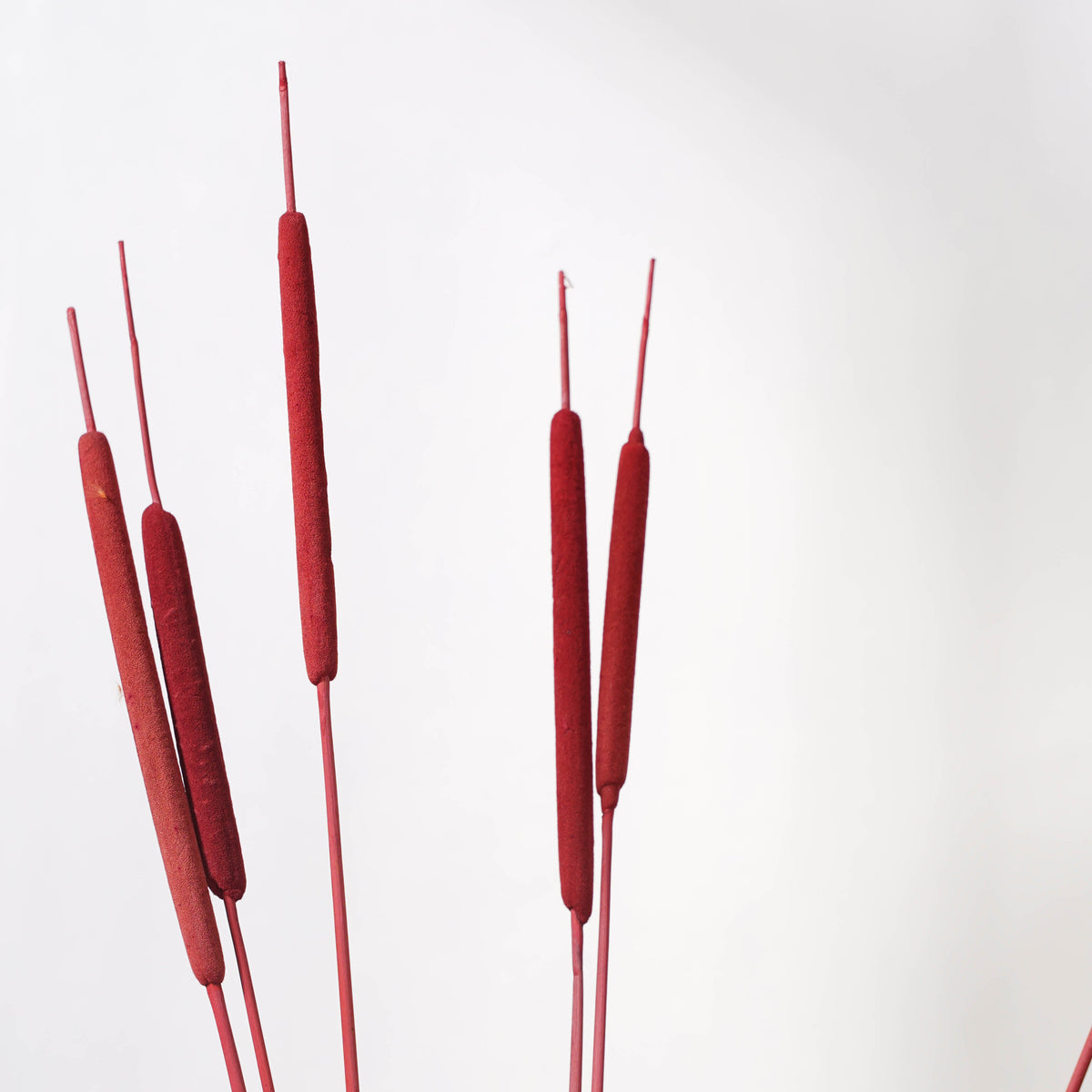 Cattail Stem Red Nestasia