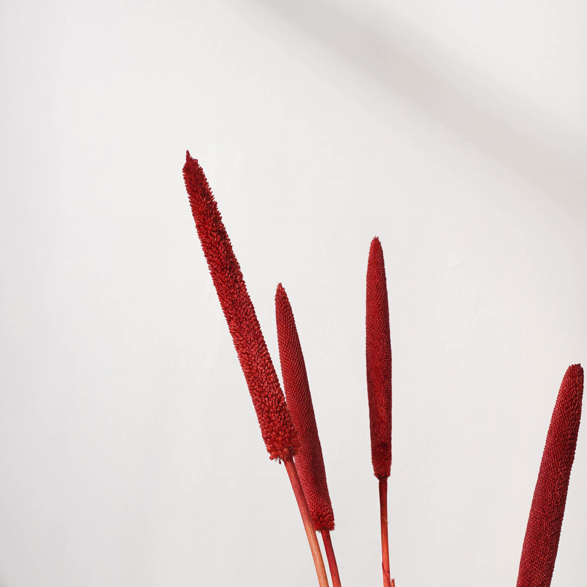 Millet Stem Red Nestasia