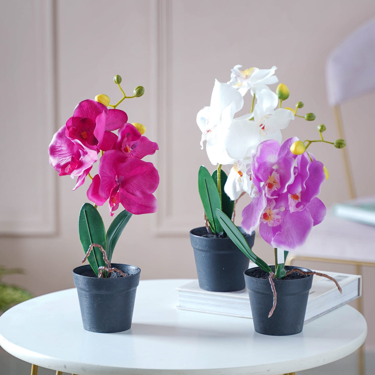 Colorful Orchid Stem Nestasia