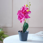 Colorful Orchid Stem Nestasia