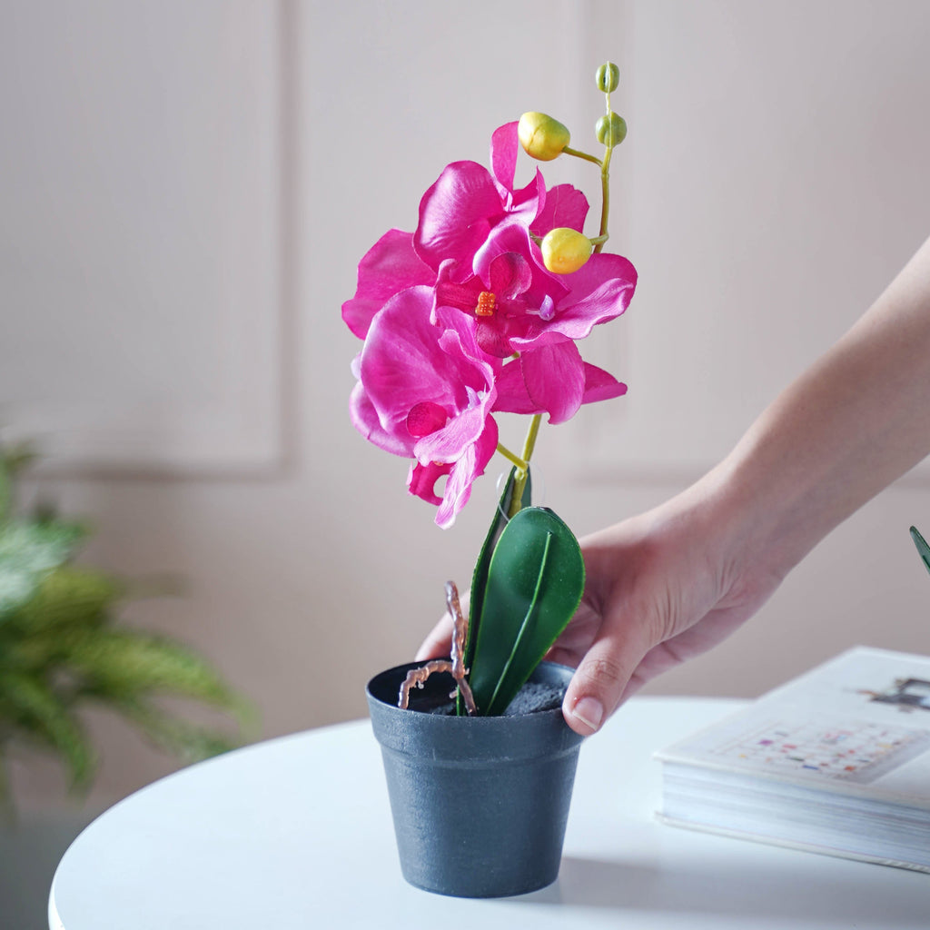 Colorful Orchid Stem Nestasia