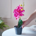 Colorful Orchid Stem Nestasia
