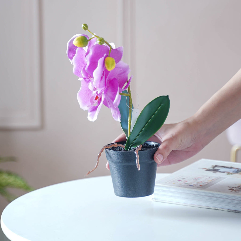 Colorful Orchid Stem Nestasia