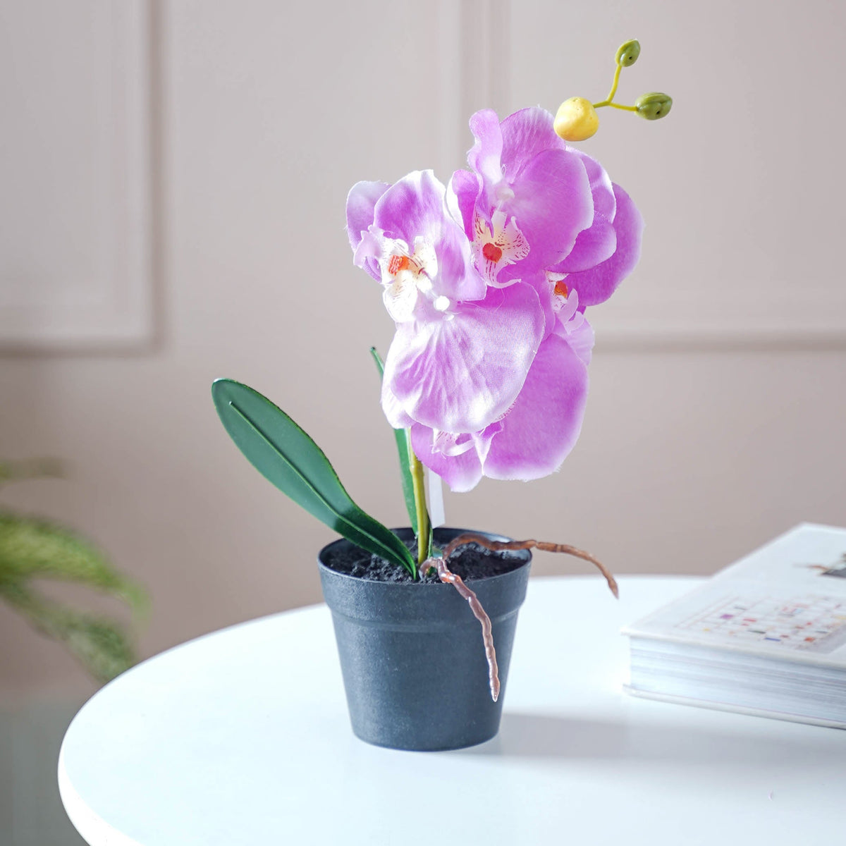 Colorful Orchid Stem Nestasia