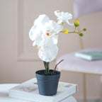 Colorful Orchid Stem Nestasia
