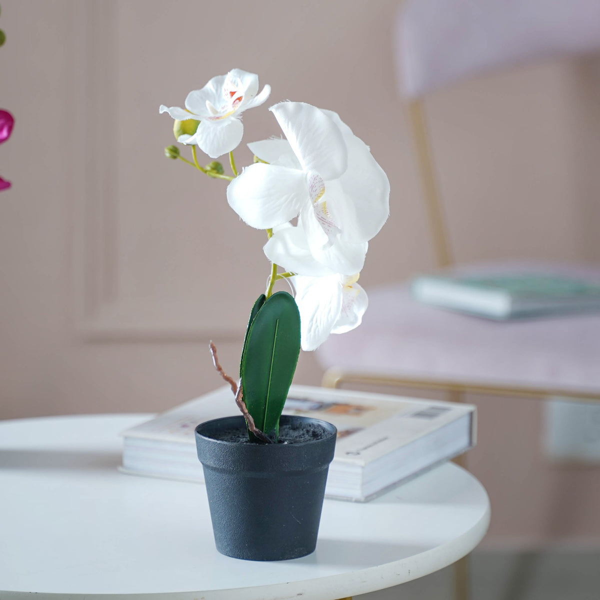 Colorful Orchid Stem Nestasia