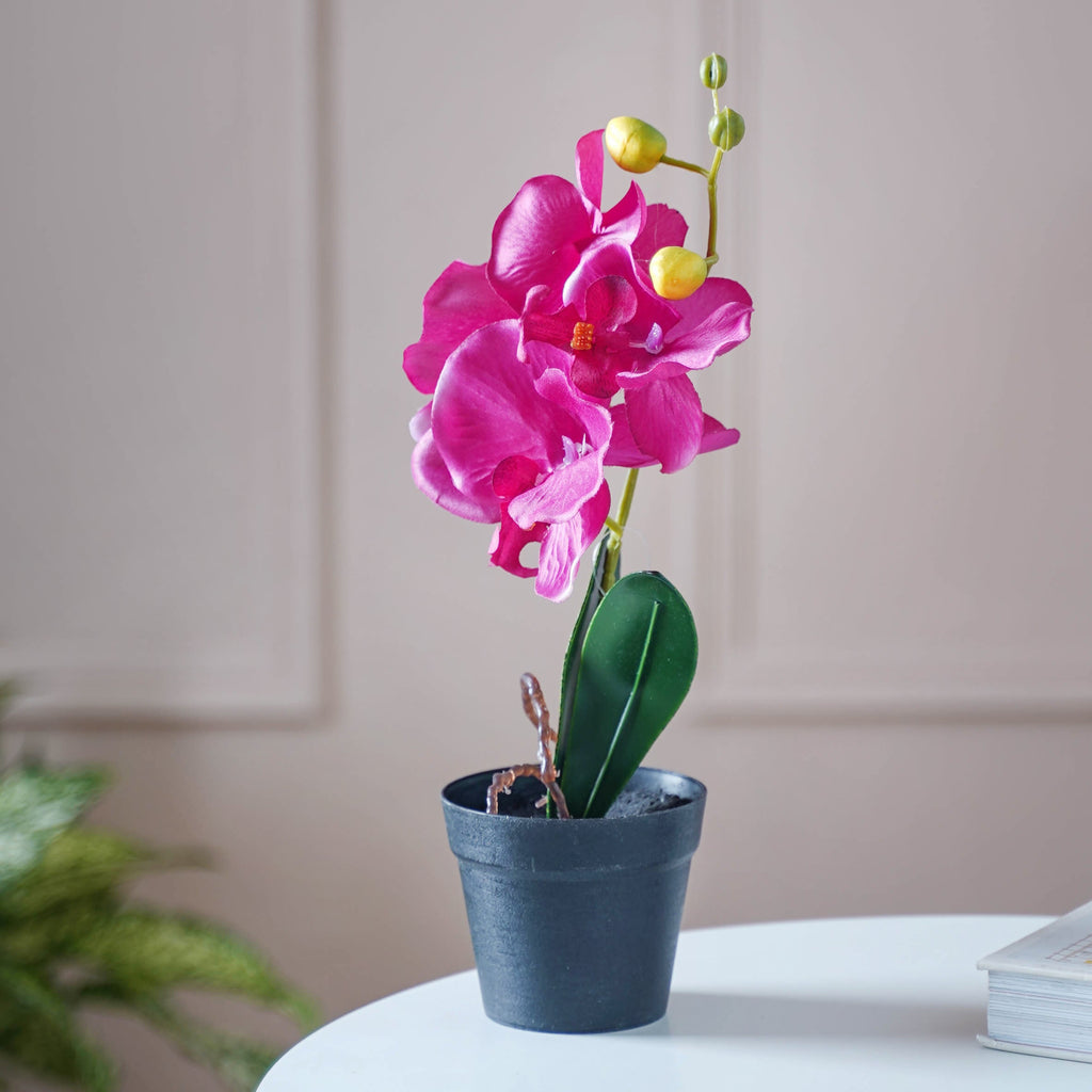 Colorful Orchid Stem Nestasia