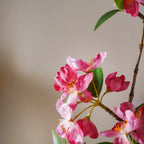 Begonia Flower Nestasia
